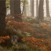 Scots pine (Pinus sylvestris) woodland and Bracken in autumn, Abernethy Forest, Scotland